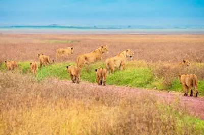 Lionesses and young cubs walking across the open grasslands of the Ngorongoro Crater floor in Tanzania.