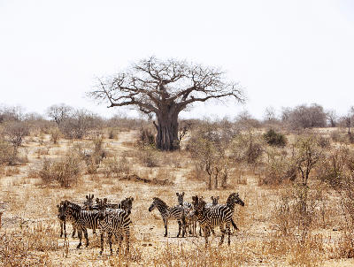 Plains zebras standing beneath a large baobab tree in the dry savanna of Ruaha National Park, Tanzania.