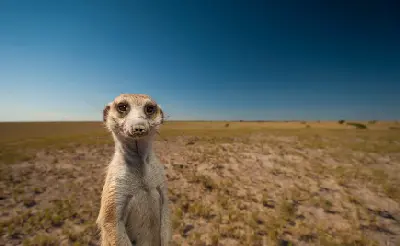 Meerkat standing upright on the Makgadikgadi Pans grasslands in Botswana.