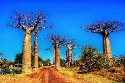 Giant baobab trees lining a red dirt road at Avenue of the Baobabs in Madagascar under deep blue sky