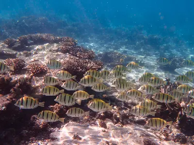 School of convict surgeonfish at Ningaloo Reef, Western Australia.