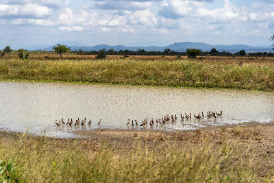 Waterbirds at a seasonal waterhole on the Mkata Floodplain in Mikumi National Park, Tanzania.
