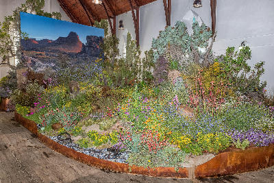 Colourful indigenous flower and succulent display at the Clanwilliam Wild Flower Show inside the historic Dutch Reformed Church, Western Cape.