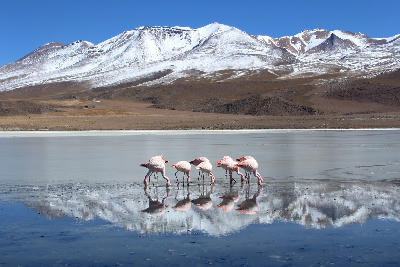 Flamingos in a reflective lagoon in the Atacama Desert Chile with Andes mountains.