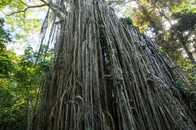 Low-angle view of the hanging aerial roots of the Curtain Fig Tree near Yungaburra, Queensland.