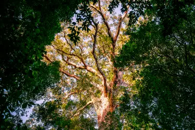 Ancient yellowwood tree rising above dense indigenous forest canopy in Tsitsikamma National Park.