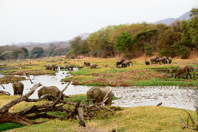 Multiple elephant herds along the Jongomero River in Ruaha National Park, Tanzania.