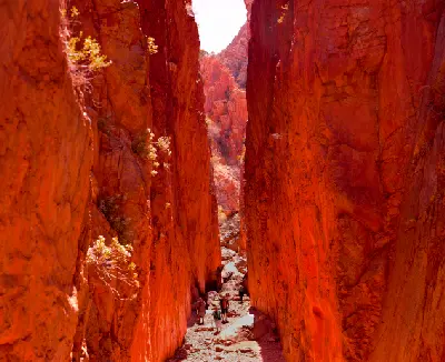 Visitors walk between the towering red-orange walls of Standley Chasm as midday light illuminates the narrow passage.