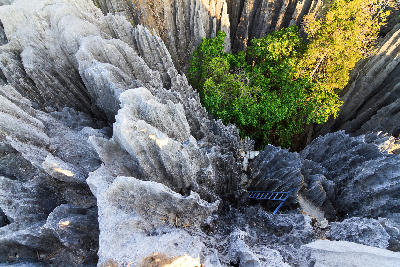 Sharp limestone blades and deep fissures of the Great Tsingy surrounding a forest pocket in Tsingy de Bemaraha National Park, Madagascar