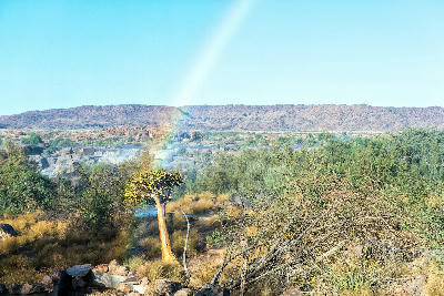 Quiver tree standing among riverine vegetation with a rainbow created by spray from Augrabies Falls in the background, Northern Cape, South Africa.