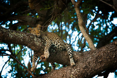 Leopard resting across a large tree branch in Ruaha National Park, Tanzania.