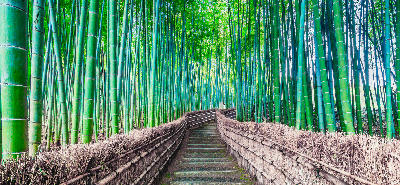 Stone steps and wooden path through tall green bamboo at Arashiyama Bamboo Grove in Kyoto, Japan.