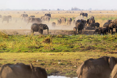 African elephant herd moving across the dusty Linyanti floodplains at golden hour in northern Botswana.