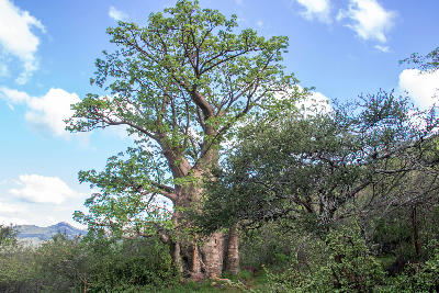 Large baobab tree in the Soutpansberg foothills near Louis Trichardt, with bushveld vegetation and mountain slopes under a blue sky in Limpopo, South Africa.