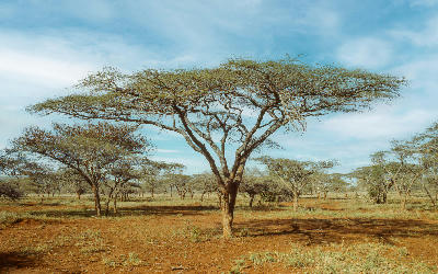 Umbrella thorn trees in open savanna woodland at Mkuze Game Reserve, South Africa.