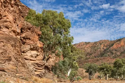 Layered red sandstone cliffs and eucalyptus trees in Brachina Gorge, Flinders Ranges, South Australia.