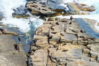 New Zealand fur seals resting on rocky coastal platforms surrounded by breaking waves near Admirals Arch, Kangaroo Island, South Australia.
