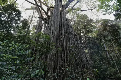 Towering Curtain Fig Tree with long aerial roots descending through rainforest near Yungaburra in the Atherton Tablelands, Queensland.