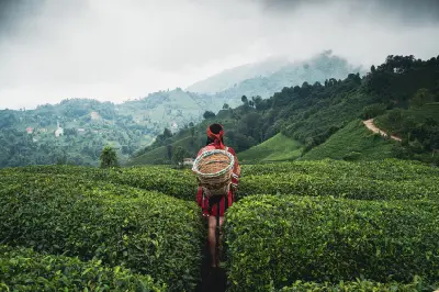 Tea harvester carrying a wicker basket among terraced tea plantations in the misty hills of Çayeli, Rize, Turkey.
