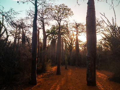 Sunlit baobab forest trail in Madagascar’s western dry forests with towering ancient trunks and red sand pathways