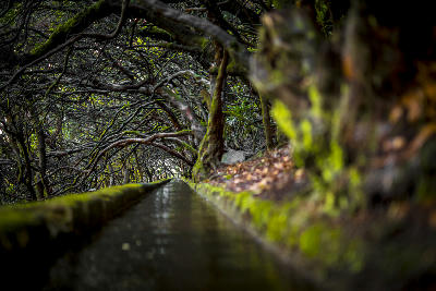 Low-angle view along the Levada das 25 Fontes irrigation channel beneath dense laurel forest in Madeira.