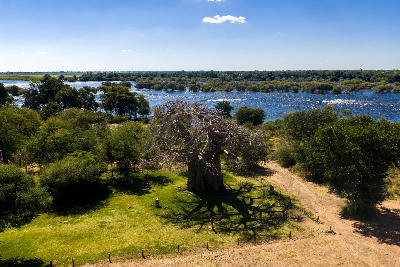 Aerial view of a giant baobab tree beside the Chobe River in Chobe National Park, Botswana.
