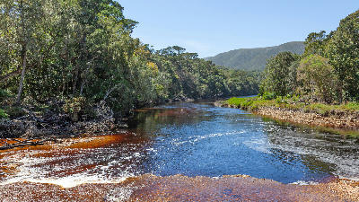 Tea-coloured water of the Groot River flowing through indigenous forest near Nature's Valley on the Garden Route.
