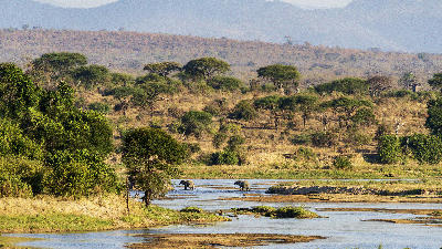 Elephants crossing the Ruaha River in Ruaha National Park, Tanzania.