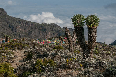 Giant groundsels overlooking Barranco Camp beneath the Barranco Wall on Mount Kilimanjaro, Tanzania, at approximately 3,950 metres above sea level.