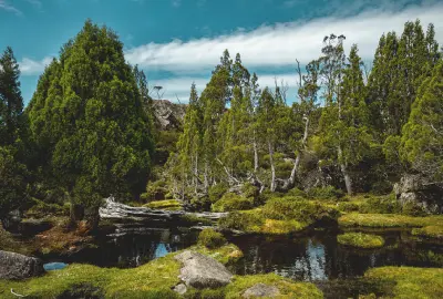 Pencil pines surrounding dark alpine pools at the Pool of Bethesda in Walls of Jerusalem National Park, Tasmania.