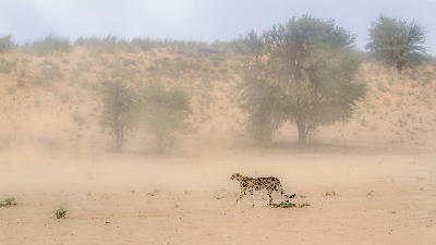 Cheetah crossing an open desert plain during a sandstorm in Kgalagadi Transfrontier Park.