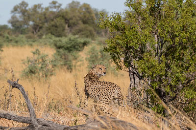 Cheetah standing in open grassland beside woodland in the Linyanti region of northern Botswana.