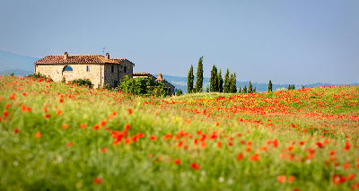 Field of red poppies with farmhouse and cypress trees near Pienza in the Val d’Orcia, Tuscany, Italy.