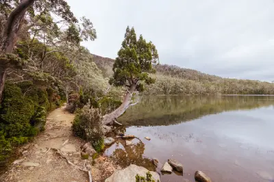 Walking path beside Lake Dobson surrounded by dense pandani and native alpine vegetation in Mount Field National Park, Tasmania.