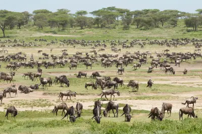 Large herds of migrating wildebeest grazing across the Ndutu Plains during the Great Migration calving season in Tanzania.