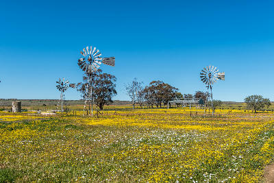 Windmills rising above spring wildflowers at the Hantam National Botanical Garden near Nieuwoudtville.