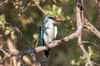 Woodland kingfisher perched on a branch in the Linyanti wetlands of northern Botswana.