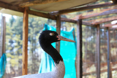 Black-necked Crane Centre