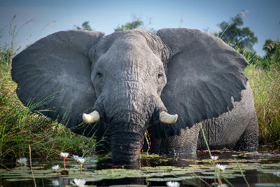 African elephant standing in a papyrus-lined wetland with water lilies near Chief's Island in the Okavango Delta, Botswana.