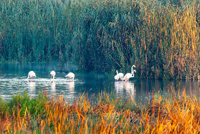 Greater flamingos feeding in a reed-fringed wetland at sunrise in Marievale Bird Sanctuary, Gauteng.