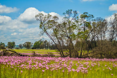 Pink wildflowers carpeting grassland beneath scattered trees in Rietvlei Nature Reserve, Gauteng.
