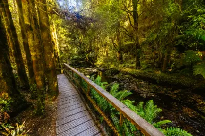 Rainforest boardwalk beside a stream on the walking track to Nelson Falls, Tasmania.