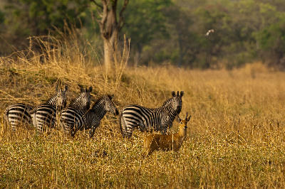 Bohor reedbuck standing in front of a small herd of plains zebra on the Katisunga Plain in Katavi National Park, Tanzania.