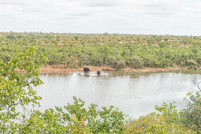 Two African elephants standing in the shallow waters of Pioneer Dam near Mopani Rest Camp in Kruger National Park, South Africa.