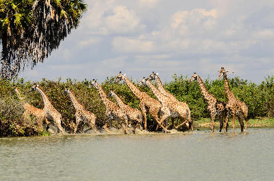 Tower of giraffes retreating through the shallow waters of Lake Manze in Nyerere National Park, Tanzania.