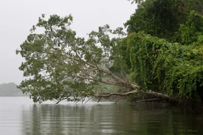 A large, leafy tree leans horizontally over the calm surface of a river from a dense green bank.