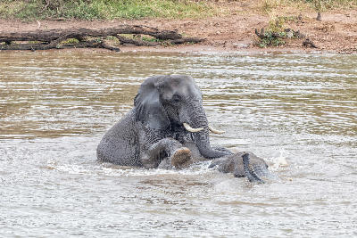 Two African elephants splashing and playing in Pioneer Dam near Mopani Rest Camp in Kruger National Park, South Africa.
