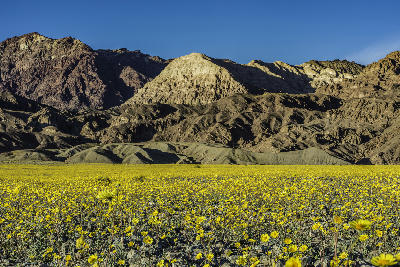 Death Valley wildflowers near Devils Golf Course California