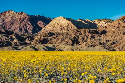 Death Valley wildflowers near Devils Golf Course California