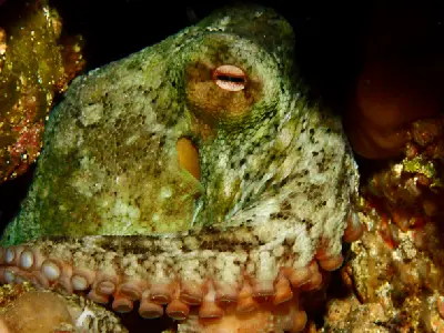 Common Sydney octopus resting among reef growth beneath Busselton Jetty, Western Australia.